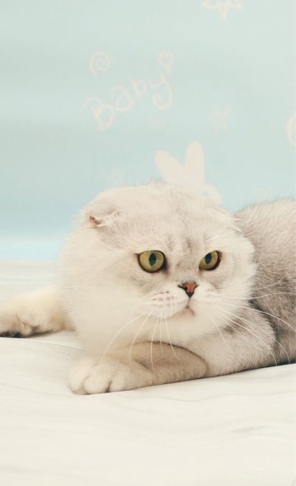 Шотланська дівчинка фолд, в забарвленні срібна шиншила