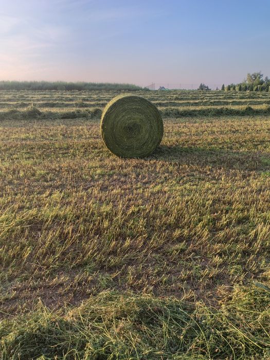 Lucerna z około 10 ha 120 bel
