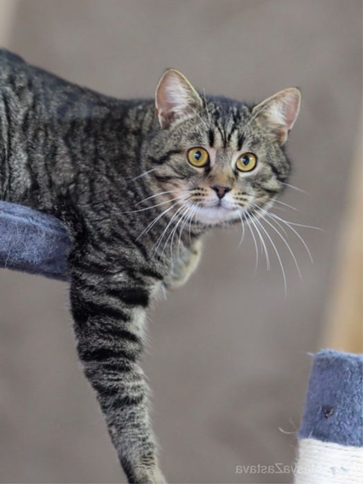 Густав, котик 1,5 года. Очень классный кот