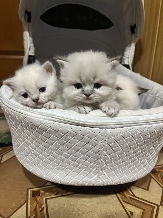 Кошенята страйт,фолд .Шотландські котики