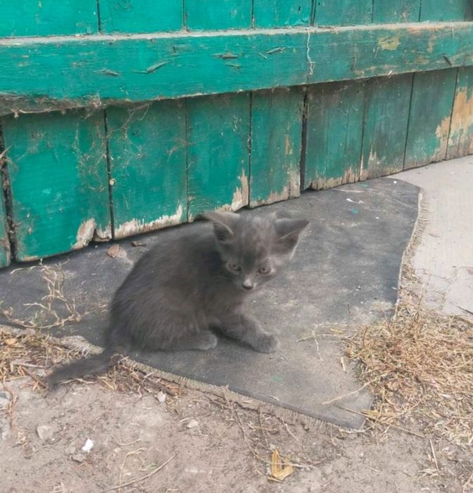 отдам в хорошие руки 2 котят (девочки)