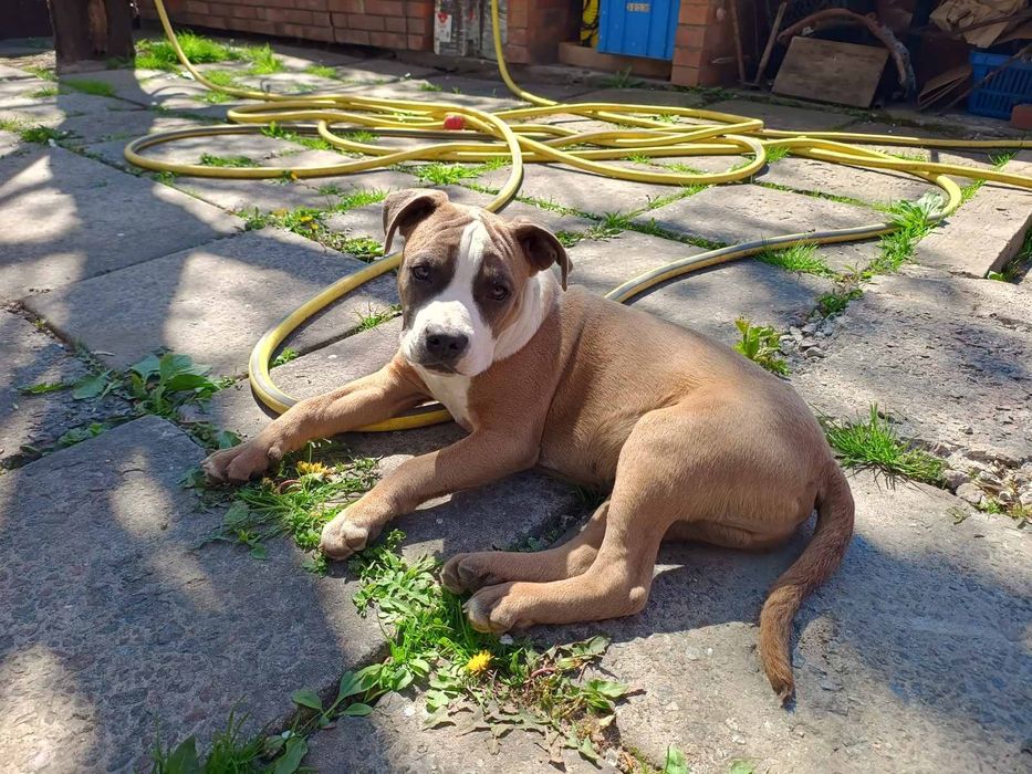 Голубопалевий хлопчик