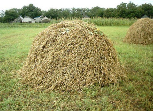 Продам сіно