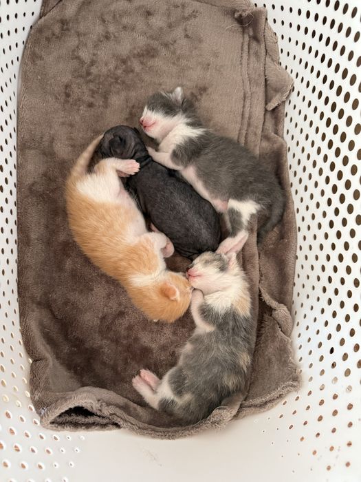 Кошенята сфінкс донський