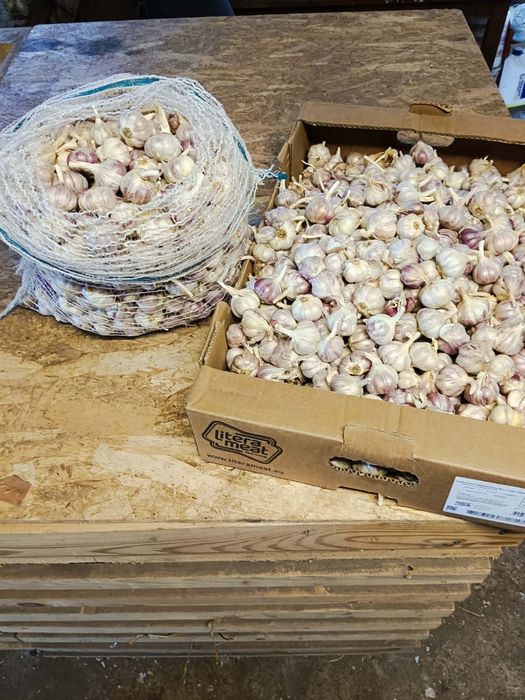 Czosnek Harnaś 3 kg przemysłowy przesyłka olx Tanio!