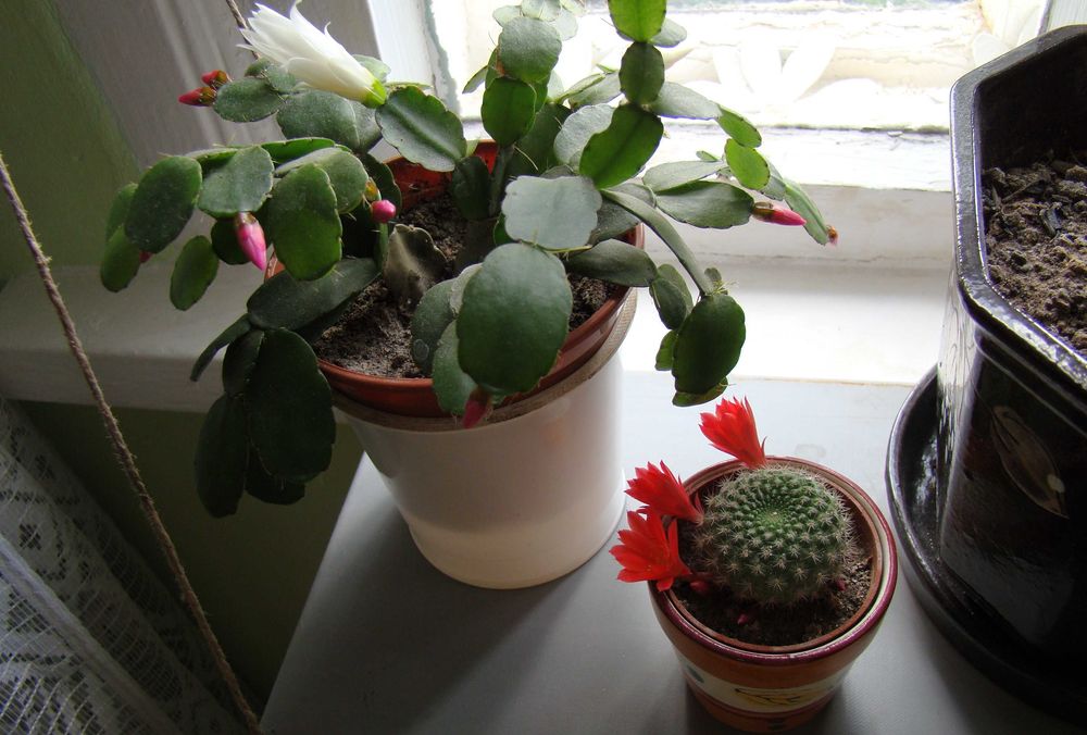 алое Дескоінгса, хавортії Купера