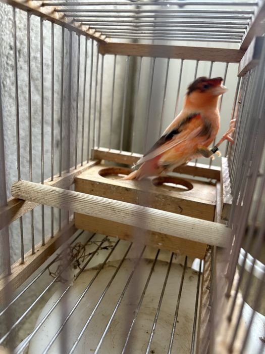 Canários arlequim e outros