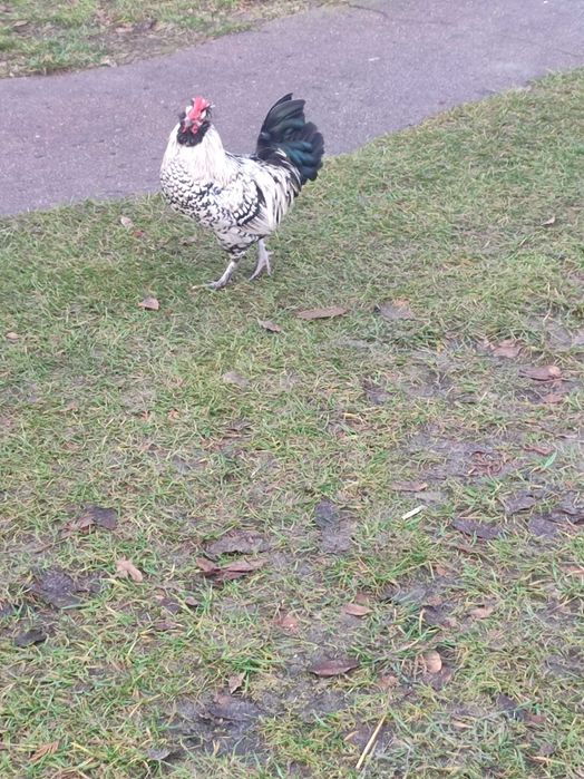 Sprzedam koguty różne