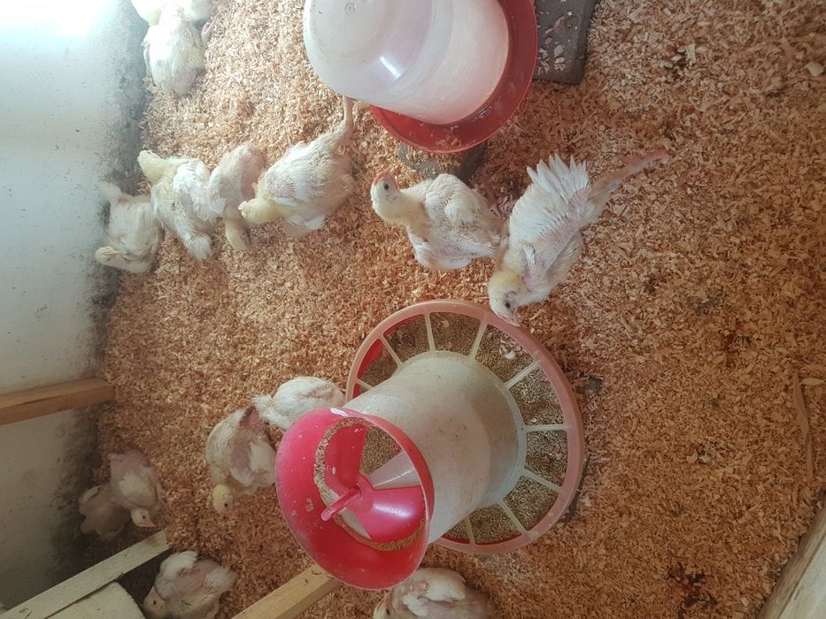 Бройлер добовий (є гурт)