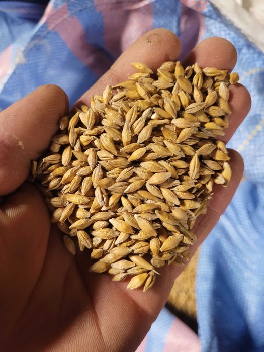 Jęczmień jary po centrali