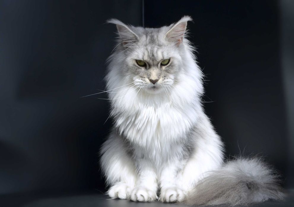 Мальчик Romeo .Мейн кун.