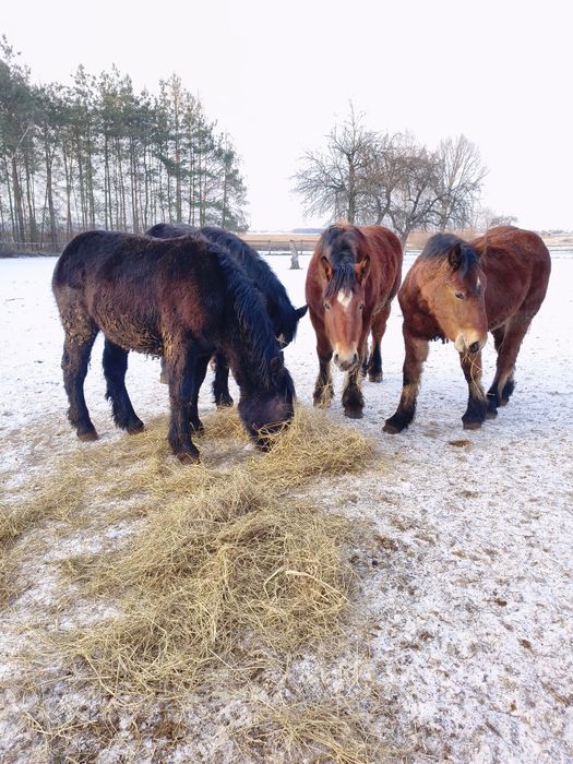 Sprzedam konie zimnokrwiste