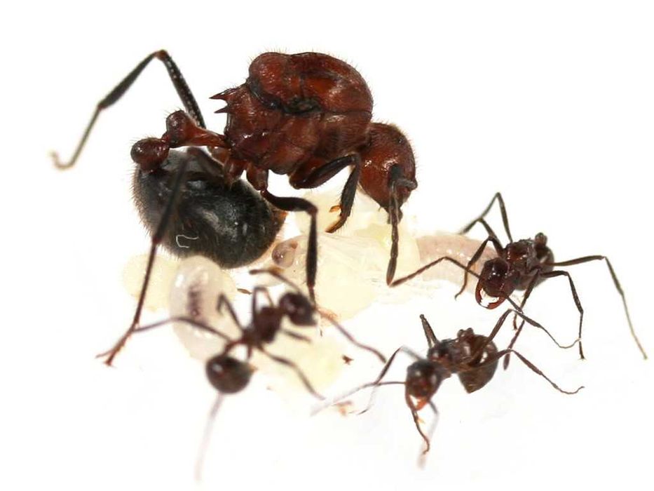Муравьи Myrmicaria brunnea купить Украина муравьиная ферма формикарий