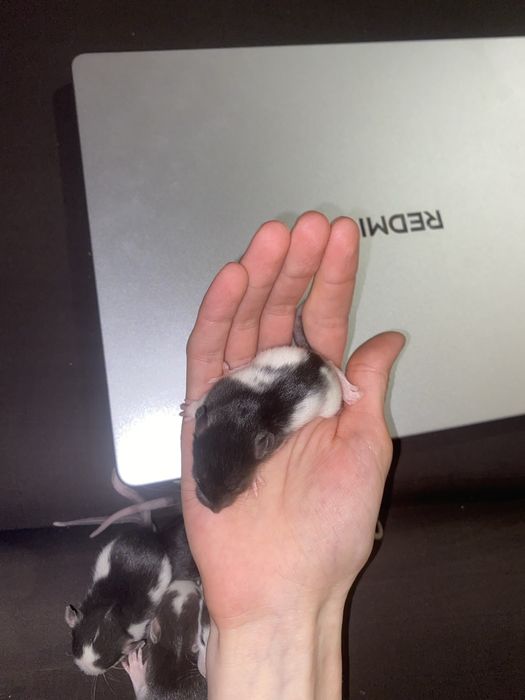 Щурики дамбо ,бронюйте !