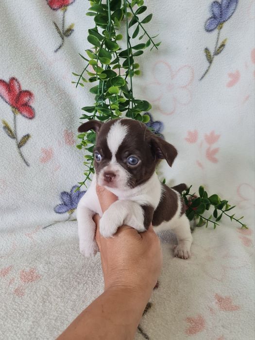 Excelente mini menino chihuahua/chiuaua Linhagem Russa.Qualidade