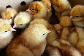 Продаж інкубаційного яйця м’ясо-яєчних курей.