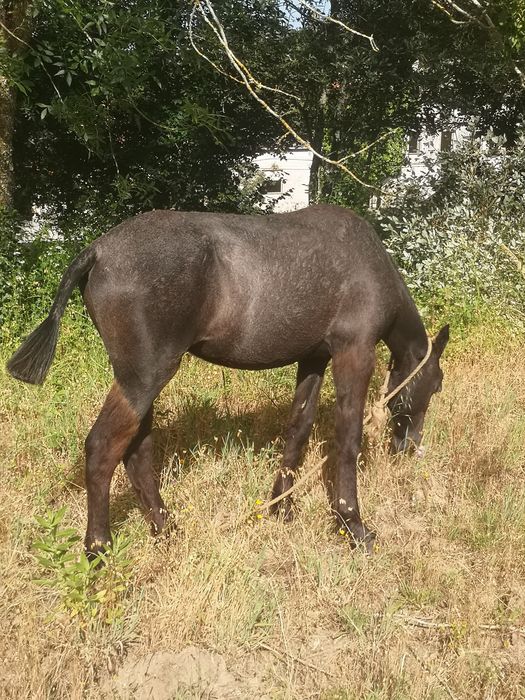 Poldro mustang com 1 ano