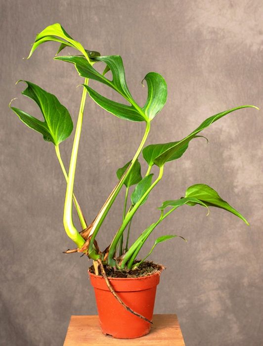 Monstera Burle Marx Flame