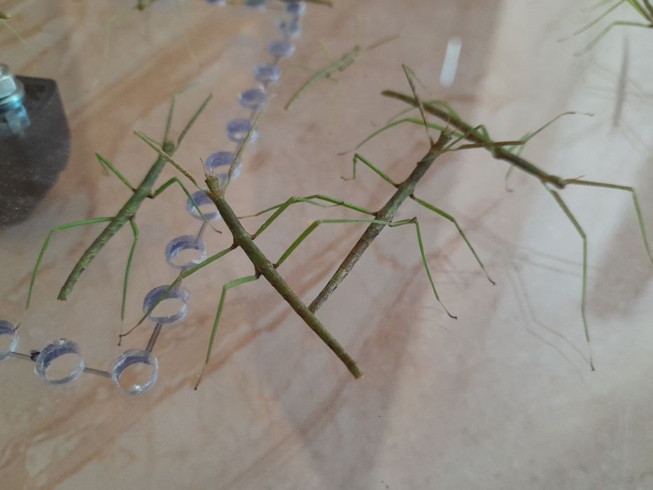 Patyczak rogaty.  Patyczaki młode