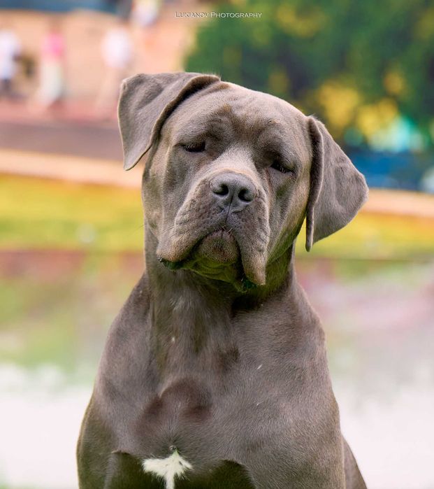 Породнi мiцнi Кане Корсо