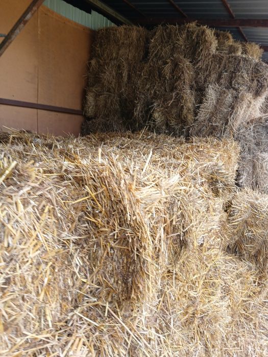 Słoma pszenna sucha małe snopki 3 bele polecam okazja