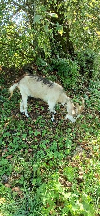 Продам  зааненську козу