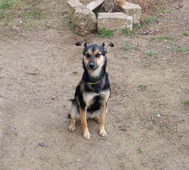 Отдам даром в добрые руки собаку