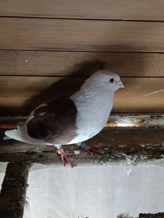 Gołębie ozdobne kingi itd opis!!!