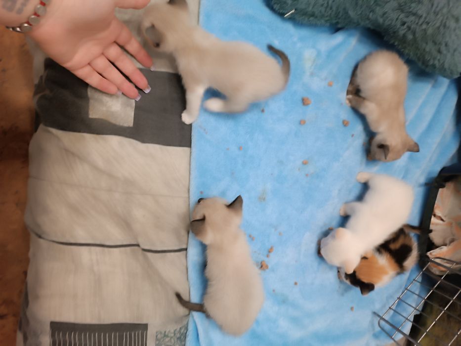 Doar gatinhos bebés
