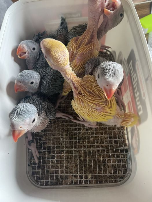 Ring neck VIOLETA muito MEIGO