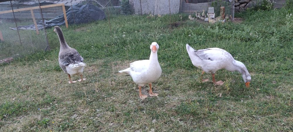 Bio Gęś Gęsi Landes Eko Duży Wybór