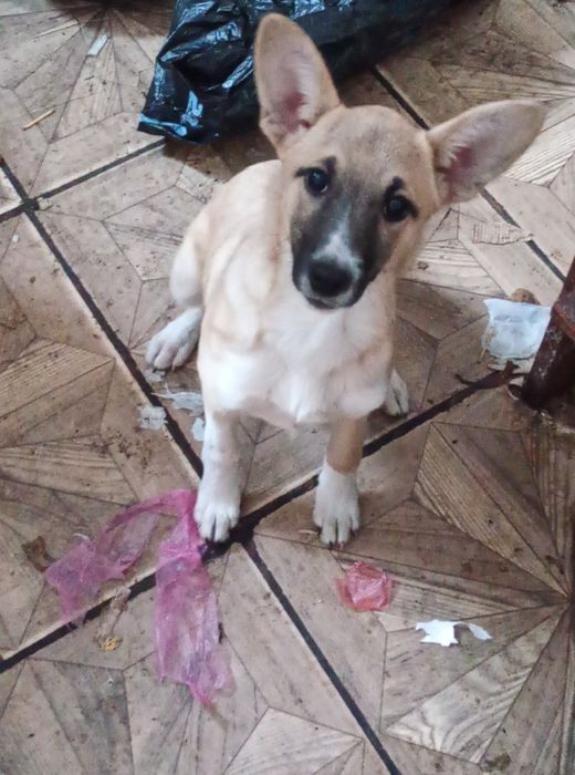 Отдам собаку в добрые руки