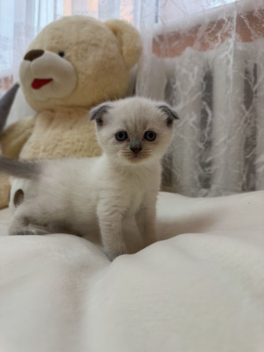 Шотландські чистокровні кошенята