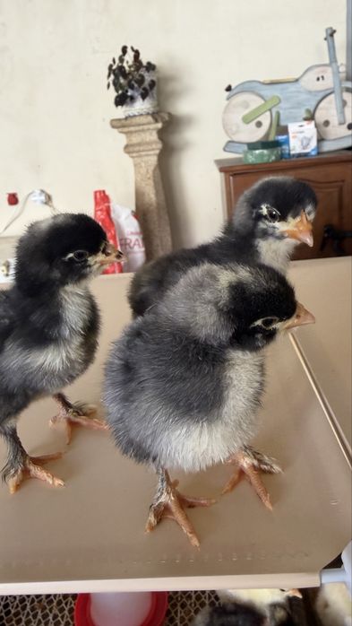 Vende-se ovos galados de galinha raça Malines