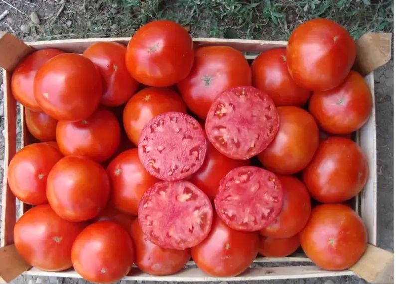 Насіння Томату БОБКАТ F1 BOBCAT F1 1000 шт Семана помідор