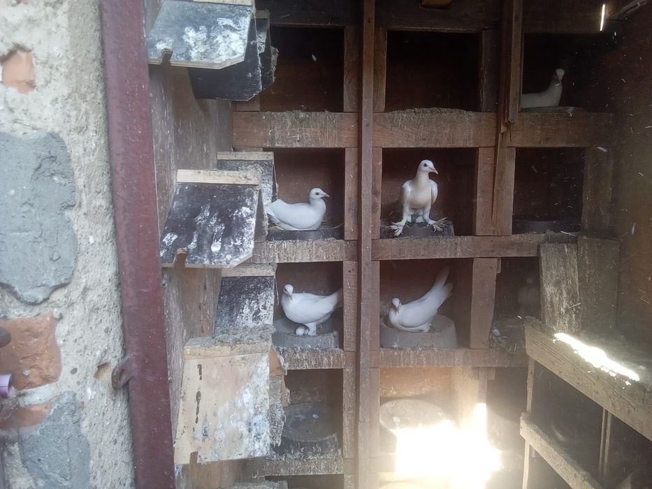 Bociany dolnośląskie gołębie ozdobne