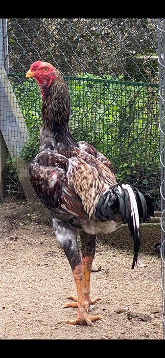 Indios gigantes 15 dias