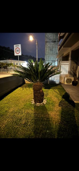 cyca revoluta saudável 1 metro de altura para recolha
