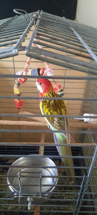 rosela macho manso a cantar