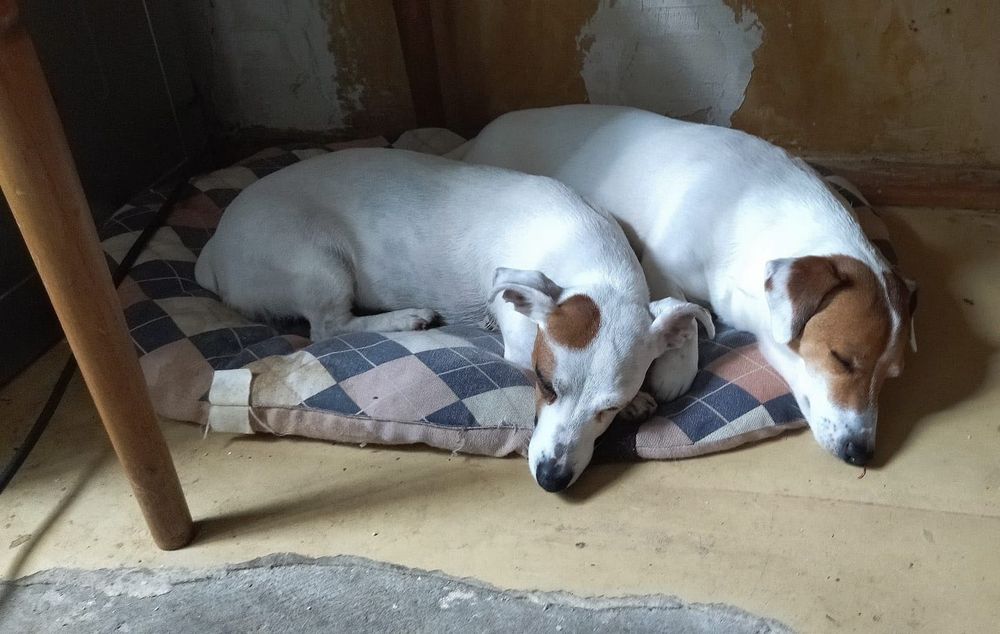 Джек Рассел безкоштовно