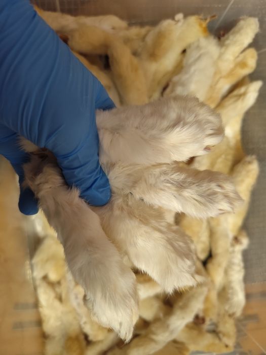 Сушені ласощі для собак та котів