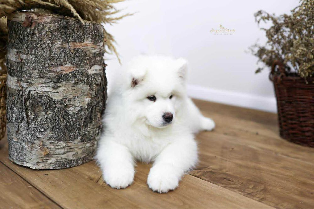 Samoyed piesek