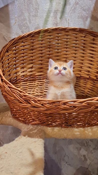 Идеальная девочка золотая шиншилла