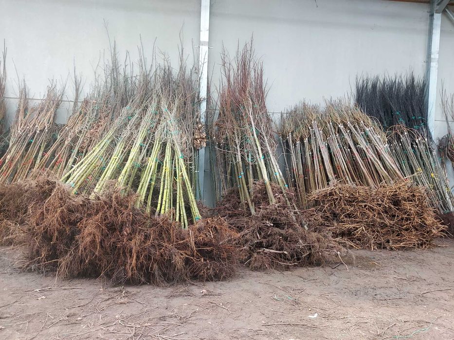 Drzewa alejowe Dąb , Klon , Jarząb, Ambrowiec , Platan Catalpa 8-14cm