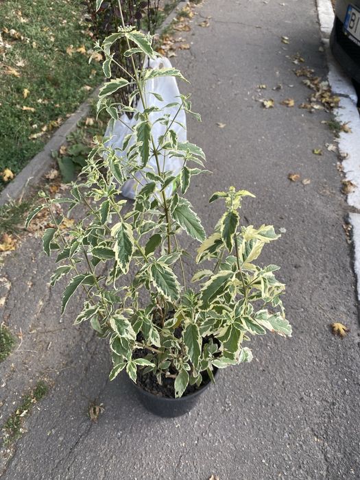 Декоративний каріоптеріс