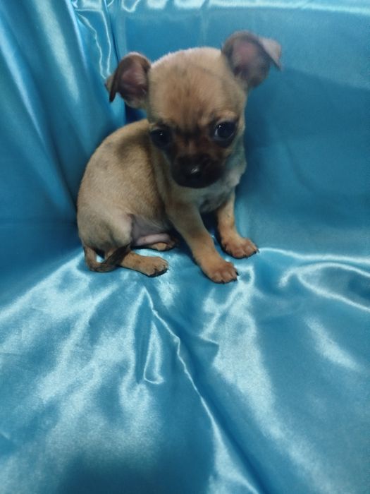 Chihuahua de pelo curto