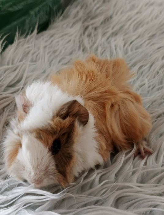 Świnka morska rozetka samiec JAWORZNO