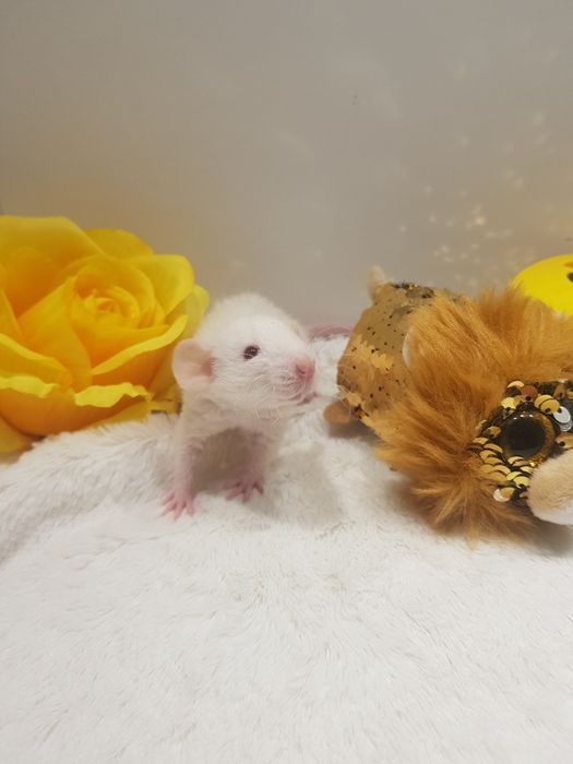 Szczur Dumbo młode szczurki reksy