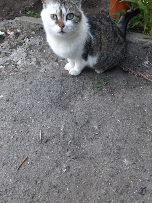 Кошка, стерилизована, 2 года