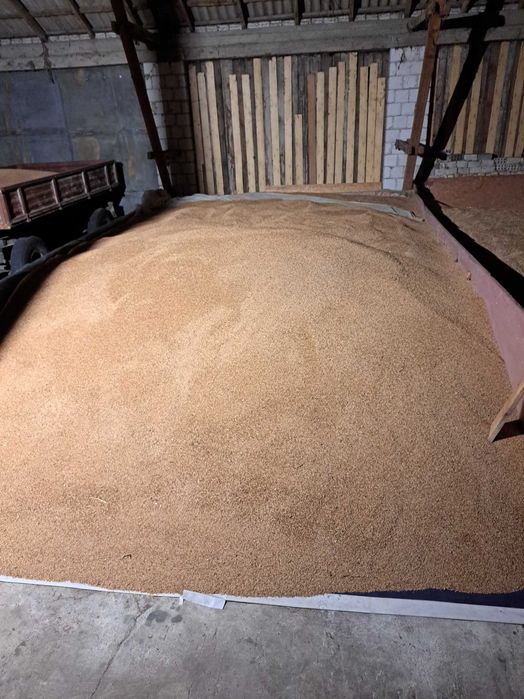 Sprzedam pszenżyto polo ,owies